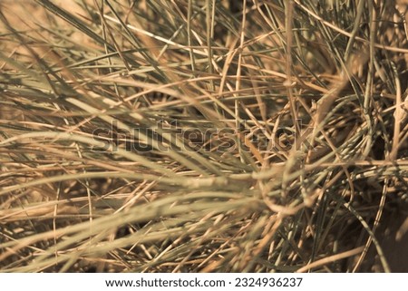Dry wild needle grass plant herb wallpaper. Savannah soil. Yellow beige pale green matte sepia style. Drought sun day time. Abstract background real photo nature. Banner, more tone red light in stock