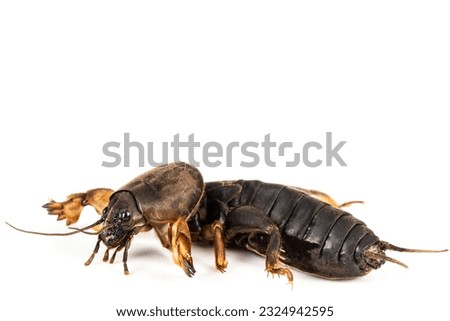 Mole cricket insect, lat. Gryllotalpidae, isolated on white background Royalty-Free Stock Photo #2324942595