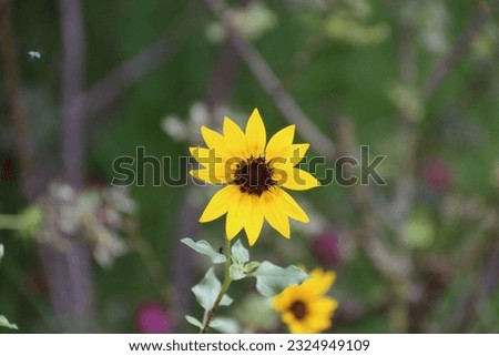 The most beautiful Helianthus debilis Beach Sunflower close up