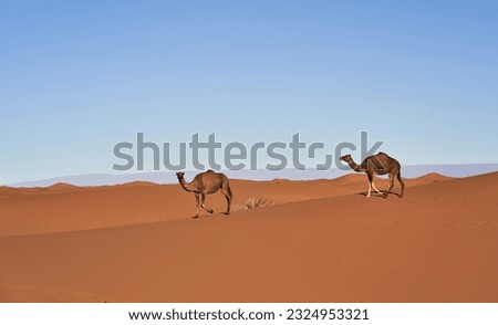 An extremely hot day is depicted in the picture as two Camels walk in the desert.