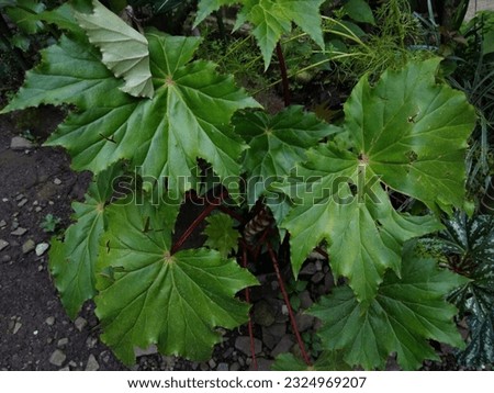 various green leaves in the garden area