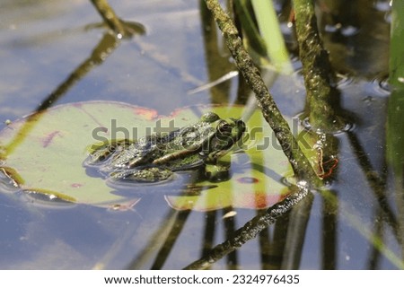 Green Water frog sitting on a lily pad. Close up.