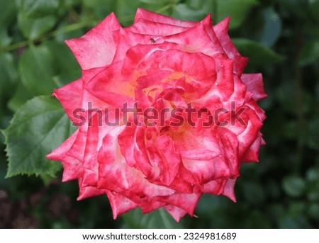 White with raspberry and pink color border Hybrid Tea Rose Imperatrice Farah flowers in a garden in July 2022
