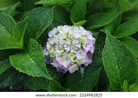 Multi Colored Hydrangea Beautiful Big Blooms With Green Leaves