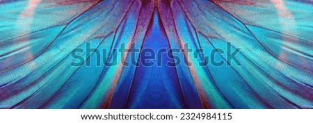 blue color in nature. wings of a blue tropical morpho butterfly. abstract pattern from morpho wings. butterfly wings texture background.                                Royalty-Free Stock Photo #2324984115