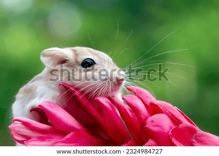 Cute gerbil fat tail crawls on red flower, Garbil fat tail on flower