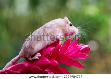 Cute gerbil fat tail crawls on red flower, Garbil fat tail on flower