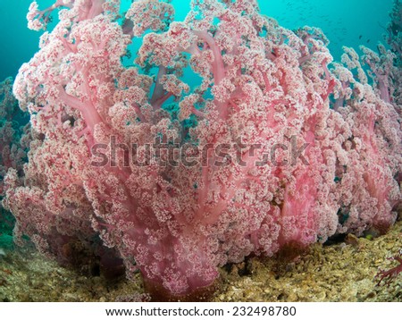 Soft Coral 