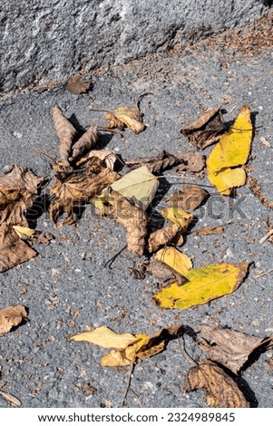 Yellow autumn leaves on the asphalt in sunlight