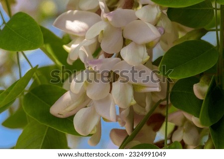 Spring flowering of a tree from the legume family.June flowering tree with pinkish flowers. Nature in the city. 