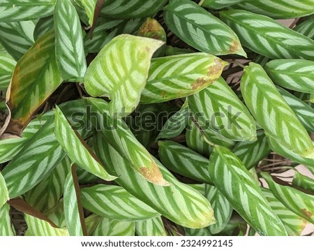 The leaves are green in color with an impressive texture
