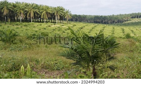 walking around the oil palm plantations, seeing the oil palm plantations grow thriving, the oil palm commodity is one of the largest in Indonesia.
