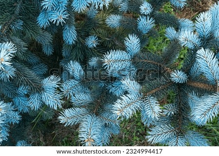 Background from blue spruce needles. Texture from young spruce branches for publication, design, poster, calendar, post, screensaver, wallpaper, card, banner, cover, website. High quality photography