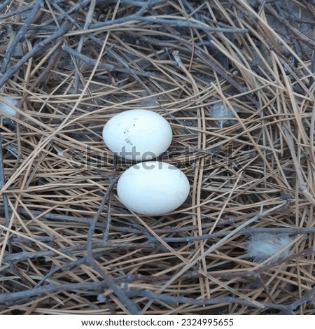 Two white wild pigeon eggs in the nest. Eggs of the rock dove, rock pigeon, or common pigeon  (latin name Columba livia domestica) is a member of the bird family Columbidae. 