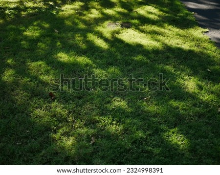 A green grass floor in a park along the Prachinburi riverside