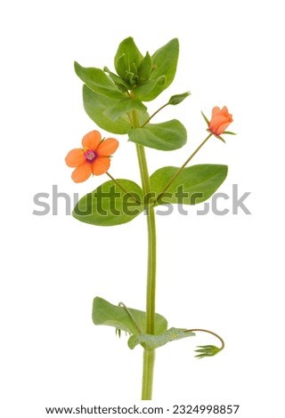 Scarlet pimpernel isolated on white background, Anagallis arvensis Royalty-Free Stock Photo #2324998857