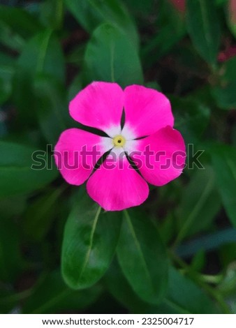 This picture belongs to a flower called "Periwinkle " in English and in hindi we call it as "Sadabahar" or "Baramasi".