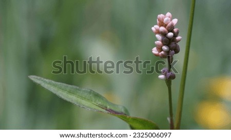 Charming beauty of Lady's Thumb: (Persicaria Maculosa) - A delightful and hardy flowering plant. Late spring