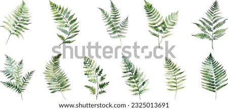 Vector Set watercolor fern leaves hand drawn illustration, isolated white background, flower clipart, for bouquets, wreaths, arrangements, wedding invitations, Royalty-Free Stock Photo #2325013691