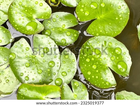 a photography of a pond with water lillies and green leaves, a close up of a bunch of water lillies with water droplets