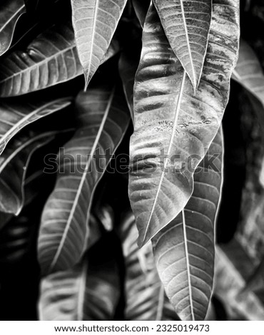 a photography of a black and white photo of a plant, a close up of a plant with many leaves on it