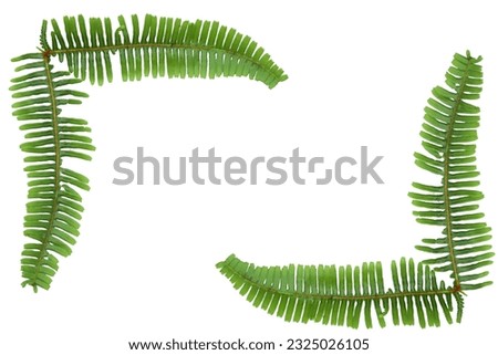 green fern frame isolated on white background