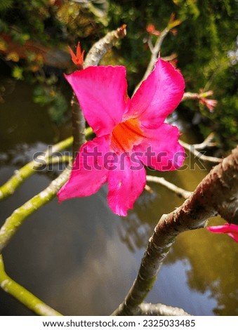 Colorful tropical flora in full bloom, vibrant and lively against a green background.