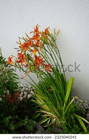 Hemerocallis fulva blooms with yellow-red flowers in June. Hemerocallis fulva, the orange daylily, tawny daylily, corn lily, is a species of daylily. Berlin, Germany Royalty-Free Stock Photo #2325040241