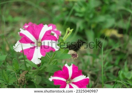 Star petunia bloom in the garden