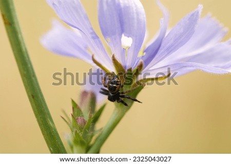 a little spider hanging on flower