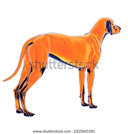 dog body muscle anatomy 3d illustration
