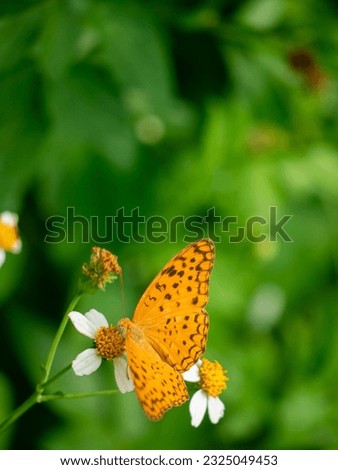 Common Leopard butterfly with free space for text and message, isolated, background. Vertical picture.