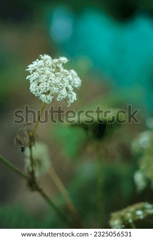  Carrot tree flowers that bloom are white, slightly yellow                             