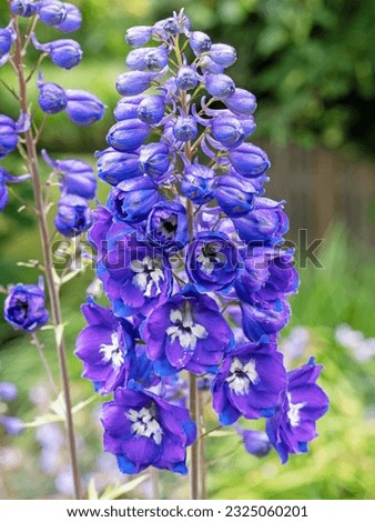 Closeup of a blue monkshood flower spike Royalty-Free Stock Photo #2325060201