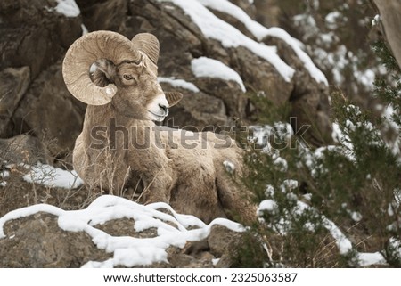 Bighorn Sheep Ram on Mountain Close Up Royalty-Free Stock Photo #2325063587