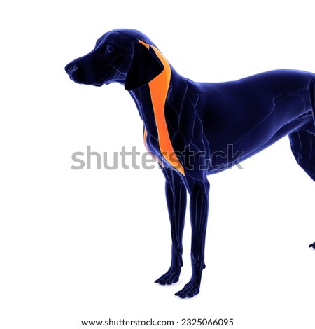 dog neck muscle system anatomy 3d illustration