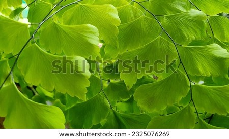 Close-up portrait of a beautiful green plant to make wallpaper for June 29, 2023 Pontianak