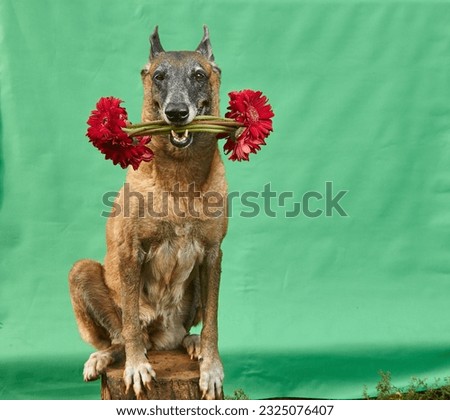 a senior female belgian malinois looking at the camera is sitting on a tree stump holding a bundle of red flowers with green stems on her mouth with green screen as background using natural light 