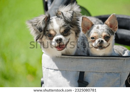 Two cute chihuahua dogs having a ride in a dog strollar pushed by some marathon runners, Taitung county, Taiwan