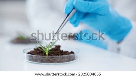 Tweezer, hands and scientist with plant for botany research, experiment and sample. Science, medical professional and doctor with petri dish for food, study and agriculture for natural growth in lab Royalty-Free Stock Photo #2325084855