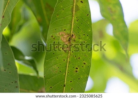 close-up mango disease, mango leaves disease, plant disease, Anthracnose, mango leaves anthracnose, Algal Leaf Spot, Algal Leaf Spot on mango leaves Royalty-Free Stock Photo #2325085625