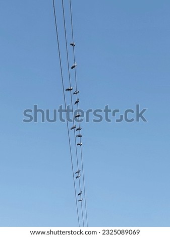 A view of three vertical lines of electric wires and pigeons sitting on them