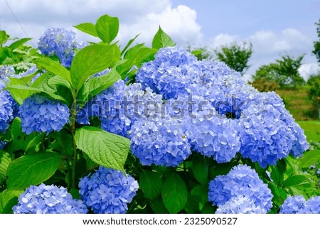 This is a picture of a hydrangea Royalty-Free Stock Photo #2325090527