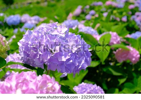 This is a picture of a purple hydrangea