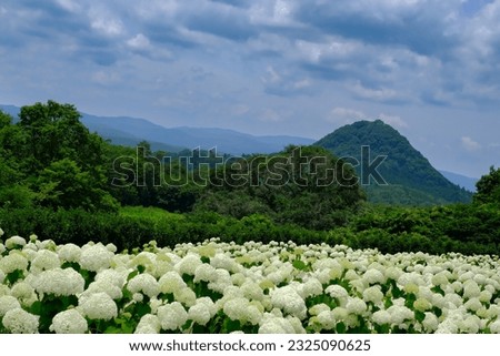This is a picture of a white hydrangea