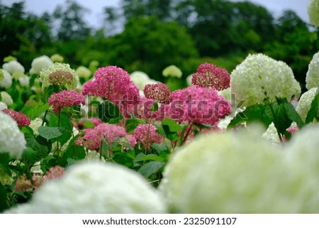 This is a picture of a pink hydrangea