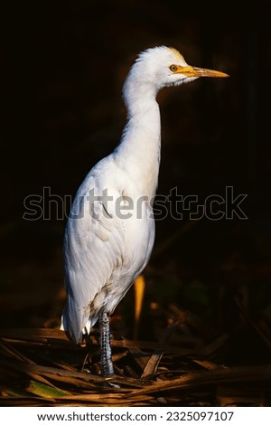 
In a serene natural setting, amidst a landscape of dry grass and wildflowers, a magnificent white egret stands tall, commanding attention with its elegance and grace. Bathed in golden sunlight.