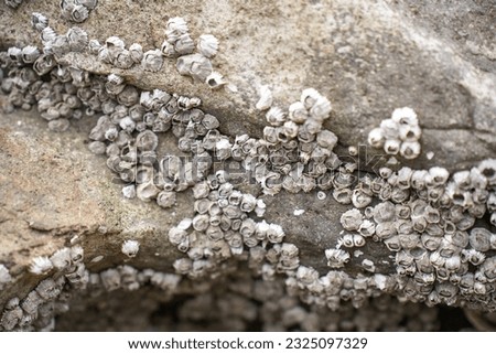 Barnacles on the rocks on the shore Royalty-Free Stock Photo #2325097329
