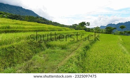 Ripe rice season in Pu Luong, Ba Thuoc district, Thanh Hoa province, Vietnam