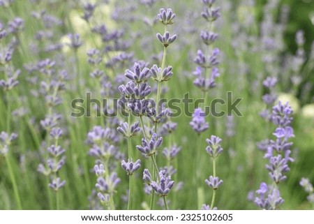 Lavender blooms in summer in the garden